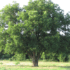 pecan tree