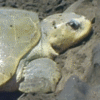 Kemp's ridley sea turtle