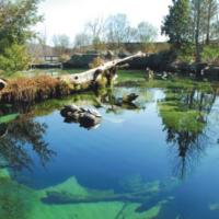 Blue Hole Spring at the Flint RiverQuarium