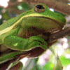 green tree frog