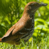 brown thrasher