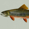 Southern Appalachian Brook Trout