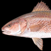 red drum