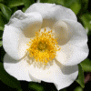 Cherokee rose