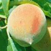 peach