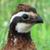 bobwhite quail