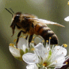 honeybee