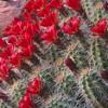 Claret Cup Cactus