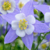 White and Lavender Columbine