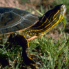 Western Painted Turtle