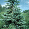 Colorado Blue Spruce