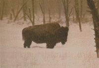 bison