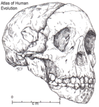 drawing of the first Australopithecus africanus skull