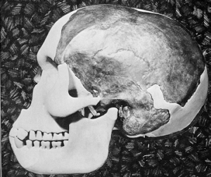 reconstruction of the Piltdown Skull