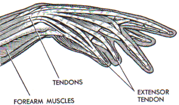 muscles of the hand