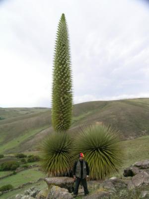 Queen of the Andes with flower stalk