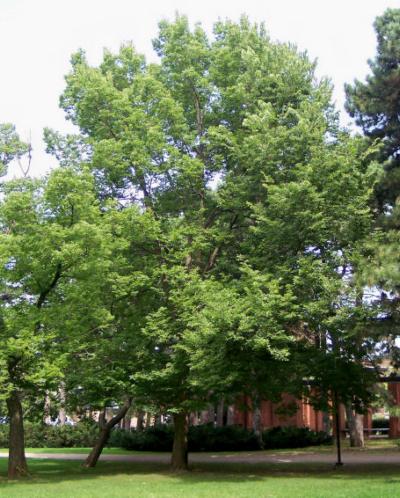 hackberry tree