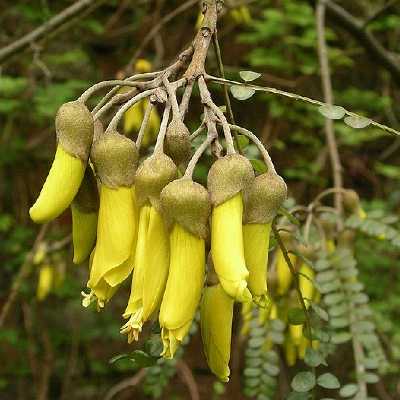 Kowhai flowers