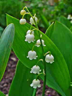 Lily of the Valley