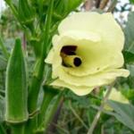 Okra (Hibiscus esculentes)