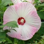 swamp rose mallow (Hibiscus moscheutos)