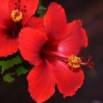 Chinese Hibiscus (Hibiscus rosa-sinensis)