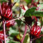 Roselle (Hibiscus sabdariffa)