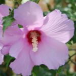 Rose of Sharon (Hibiscus syriacus)