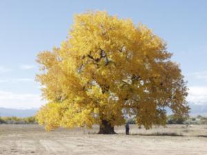 Cottonwood Tree