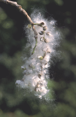 cottonwood seeds