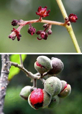 titoki flower (top) and fruit (bottom)