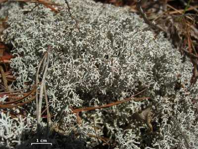 reindeer moss