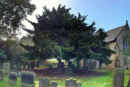 a yew tree growing in a church graveyard