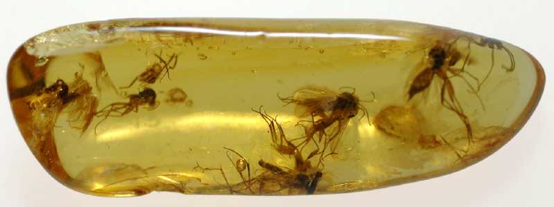 piece of amber with numerous inclusions