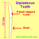 diagram of a Diplodocus tooth