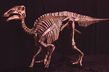 skeleton of Edmontosaurus annectens