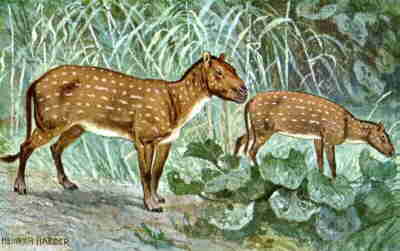 painting of Eohippus