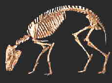 eohippus skeleton