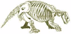 skeleton of Harlan's Ground Sloth