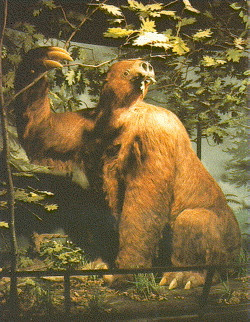 reconstruction of a Jefferson's Ground Sloth