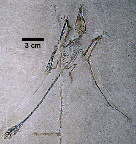 Pterandon fossil