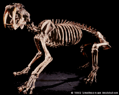 skeleton of a Smilodon