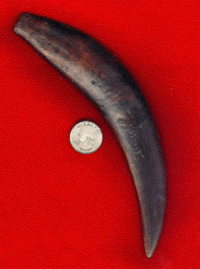 canine tooth of a Smilodon