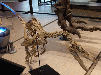 mounted Velociraptor skeleton