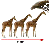 diagram showing how the giraffe's neck got longer as its preferred food got higher