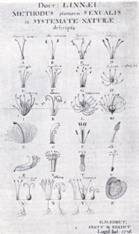 Linnaeus' system of classifying plants, from Systema Natura