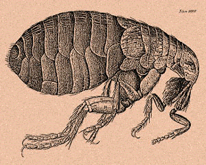 bluebottle flea as illustrated by Hooke