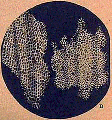 the structure of cork as seen by Hooke