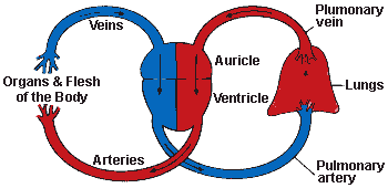 circulatory system