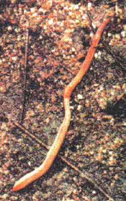 common earthworm